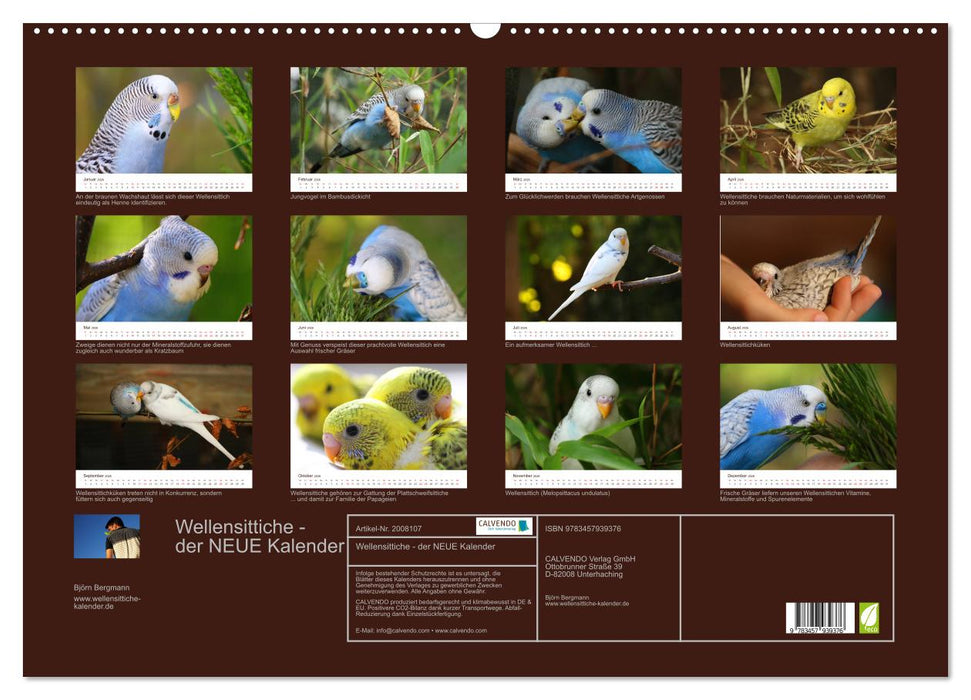 Wellensittiche - der NEUE Kalender (CALVENDO Wandkalender 2026)