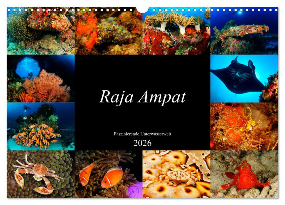 Raja Ampat - Faszinierende Unterwasserwelt (CALVENDO Wandkalender 2026)