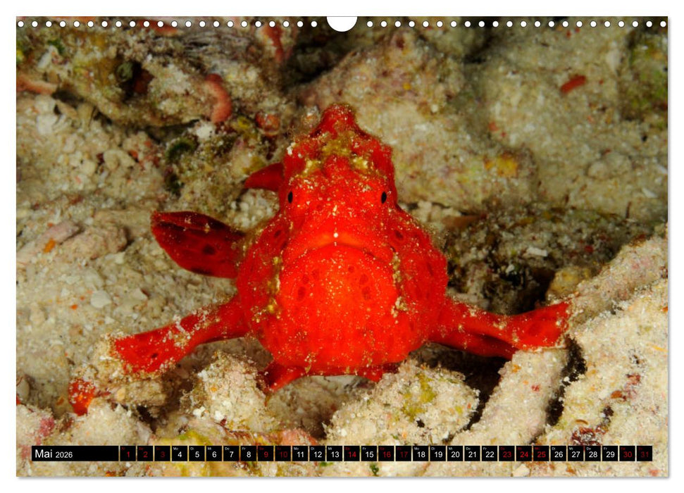 Raja Ampat - Faszinierende Unterwasserwelt (CALVENDO Wandkalender 2026)