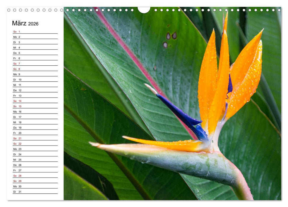 Strelitzien - die Paradiesvögel unter den Blumen (CALVENDO Wandkalender 2026)