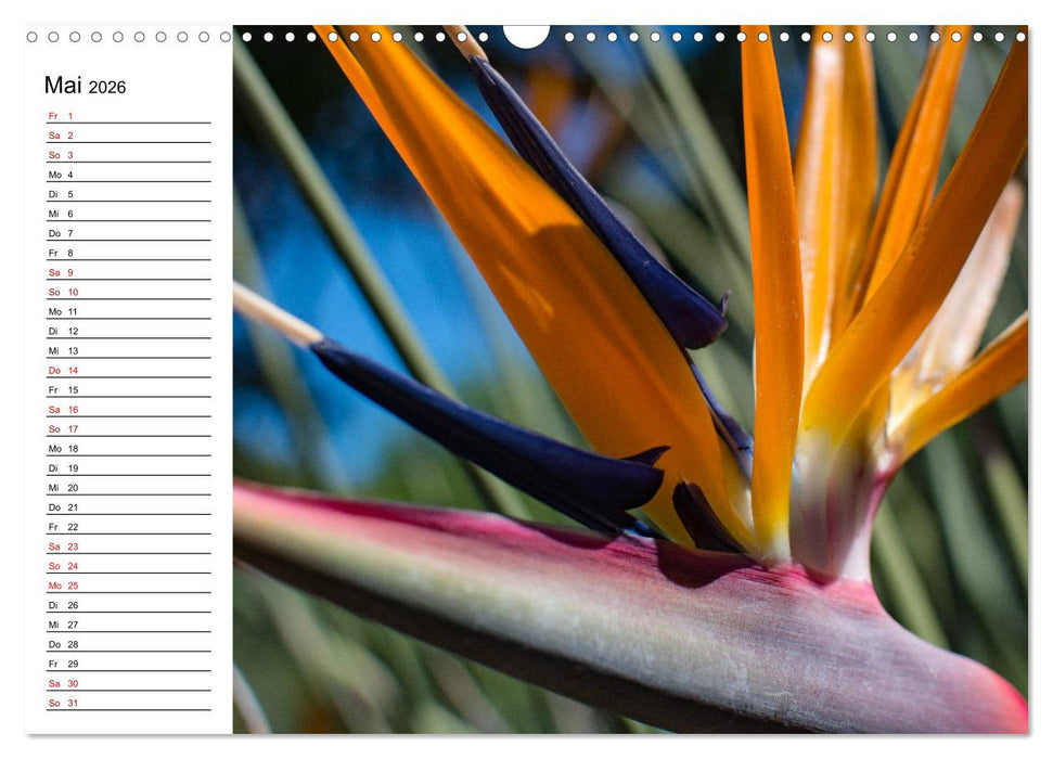 Strelitzien - die Paradiesvögel unter den Blumen (CALVENDO Wandkalender 2026)