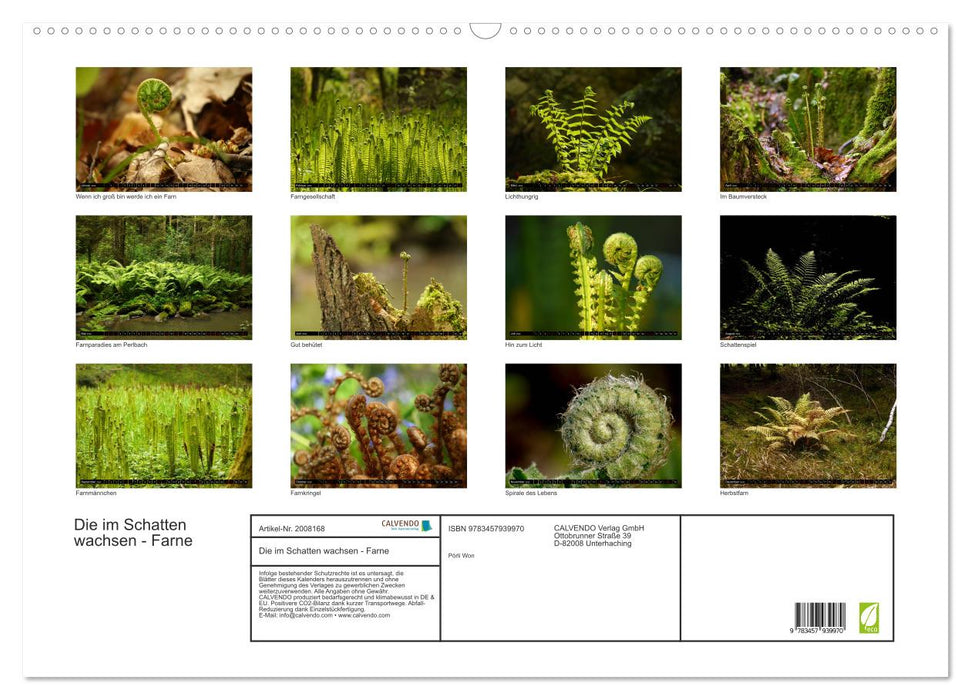 Die im Schatten wachsen - Farne (CALVENDO Wandkalender 2026)