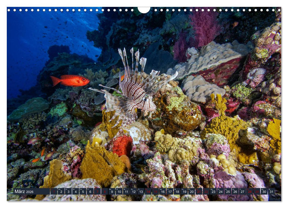 Farbenfrohes Meer (CALVENDO Wandkalender 2026)