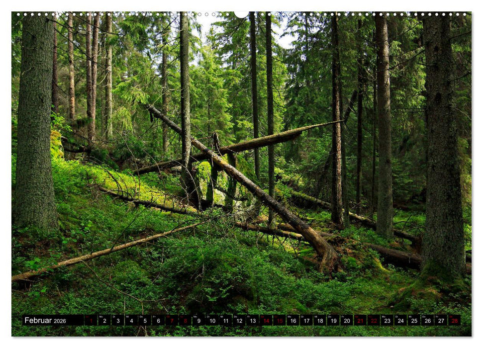 Tiveden, der NatURWALD in Schweden (CALVENDO Wandkalender 2026)