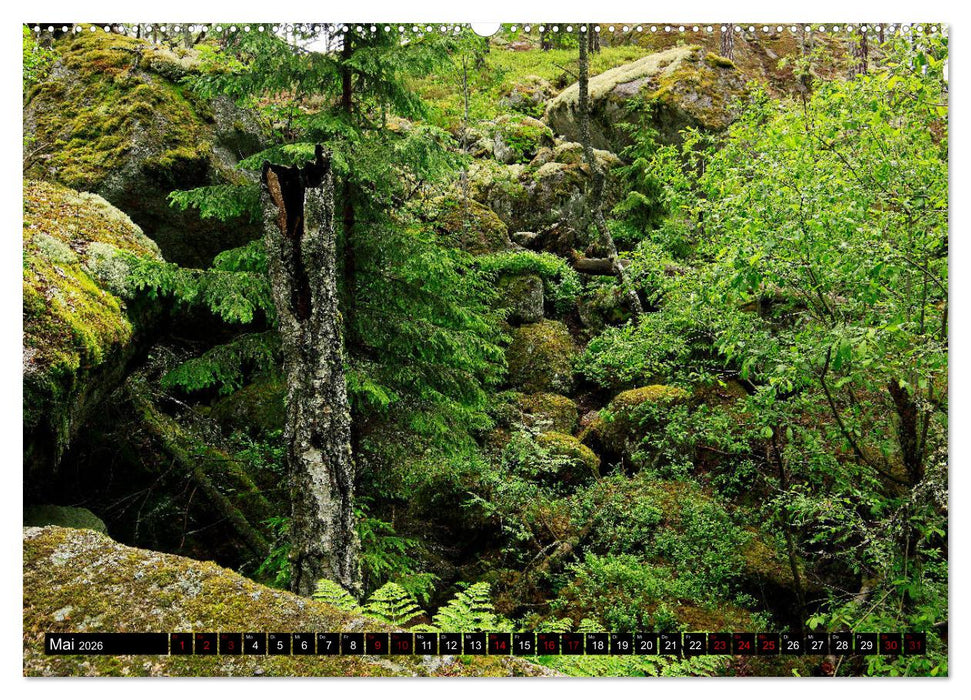 Tiveden, der NatURWALD in Schweden (CALVENDO Wandkalender 2026)