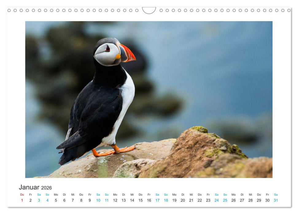 PAPAGEIENTAUCHER - Clowns der Nordmeere (CALVENDO Wandkalender 2026)