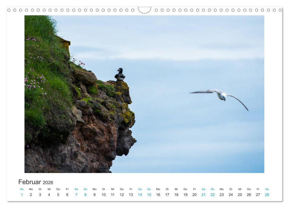 PAPAGEIENTAUCHER - Clowns der Nordmeere (CALVENDO Wandkalender 2026)