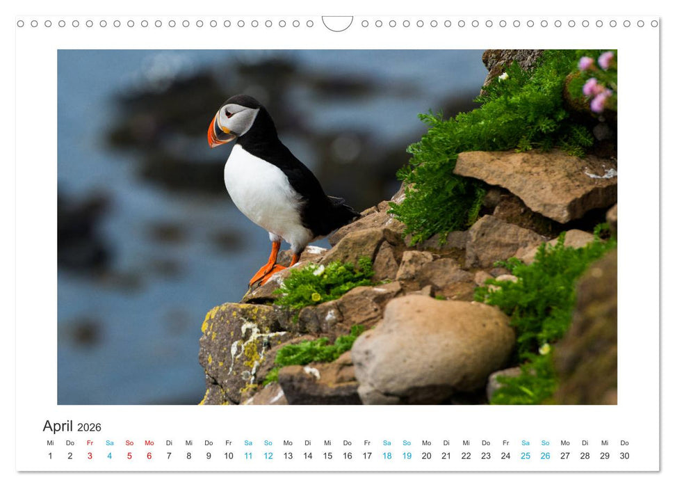 PAPAGEIENTAUCHER - Clowns der Nordmeere (CALVENDO Wandkalender 2026)