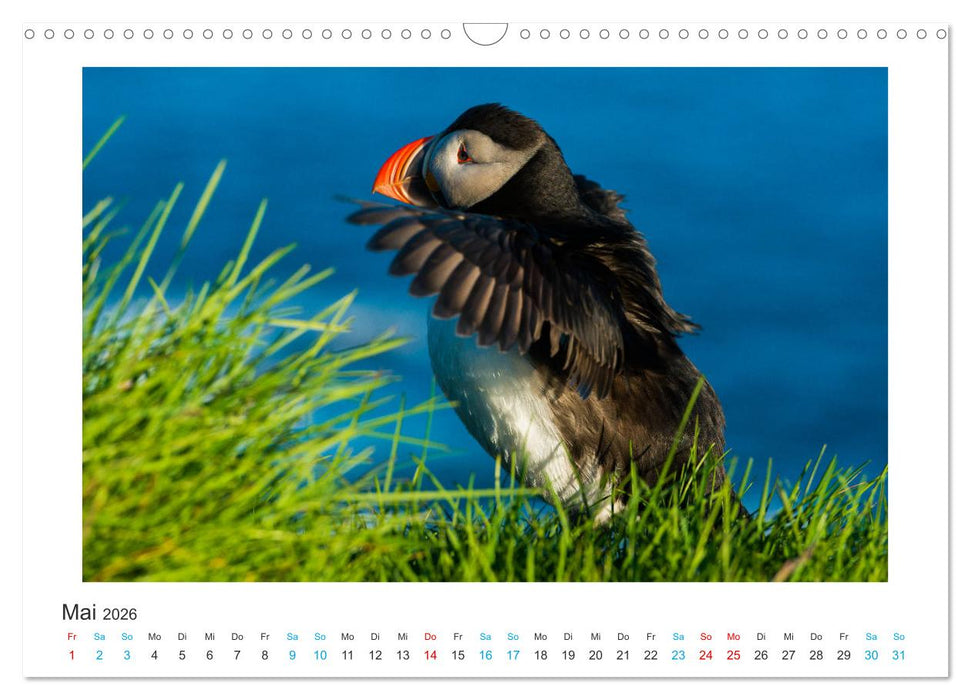 PAPAGEIENTAUCHER - Clowns der Nordmeere (CALVENDO Wandkalender 2026)
