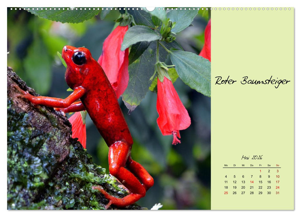 Heimische und exotische Amphibien (CALVENDO Wandkalender 2026)