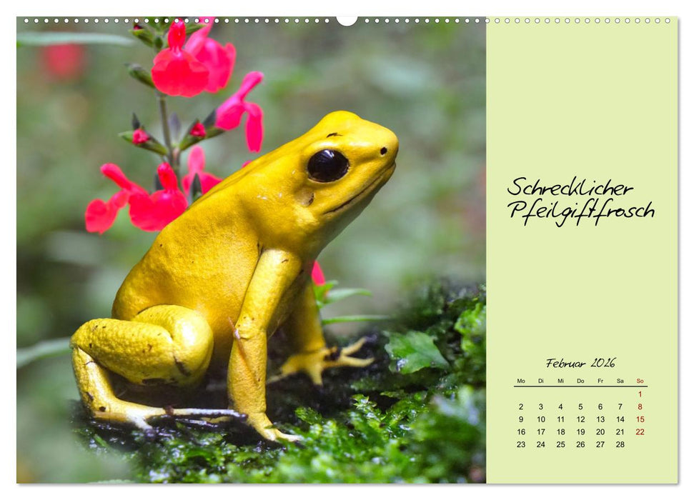 Heimische und exotische Amphibien (CALVENDO Premium Wandkalender 2026)
