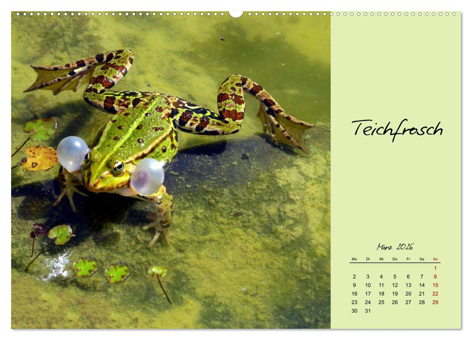 Heimische und exotische Amphibien (CALVENDO Premium Wandkalender 2026)