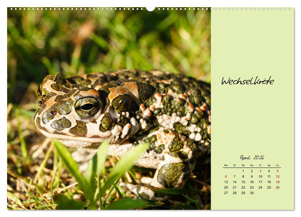 Heimische und exotische Amphibien (CALVENDO Premium Wandkalender 2026)