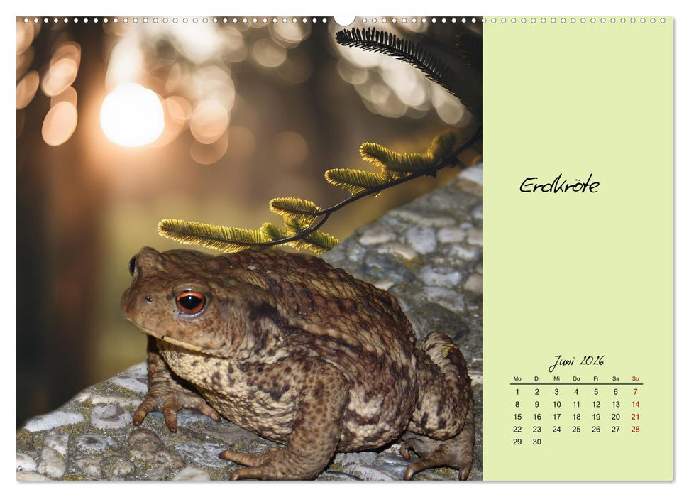 Heimische und exotische Amphibien (CALVENDO Premium Wandkalender 2026)