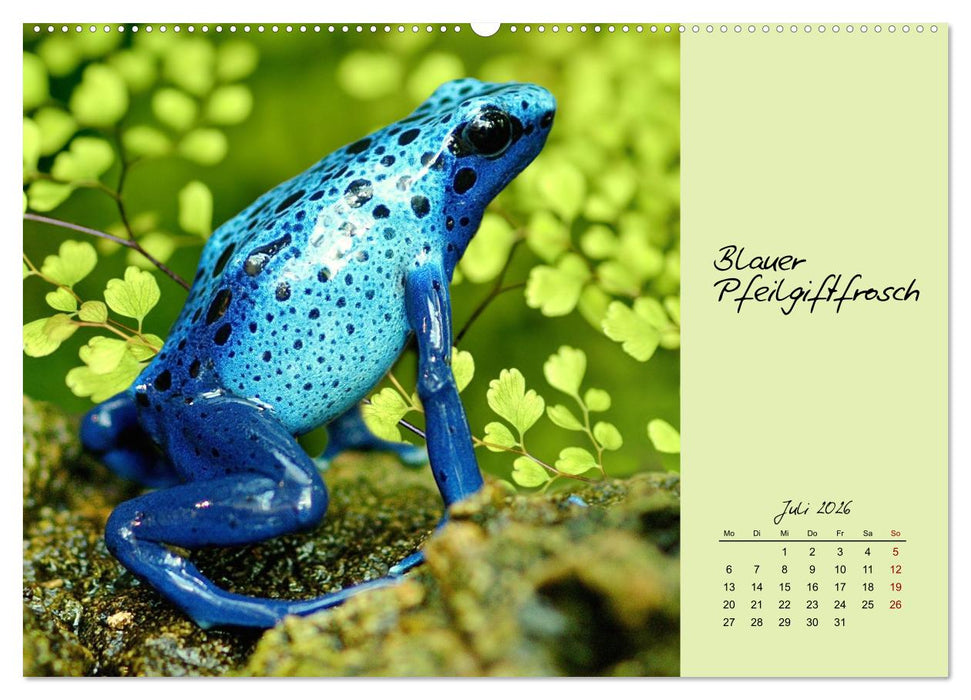 Heimische und exotische Amphibien (CALVENDO Premium Wandkalender 2026)