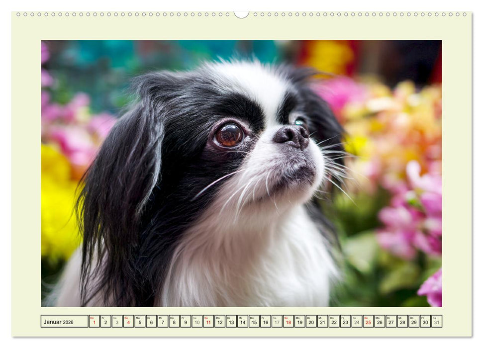 Edle Japan Chins. Zarte Herzen aus Fernost (CALVENDO Wandkalender 2026)