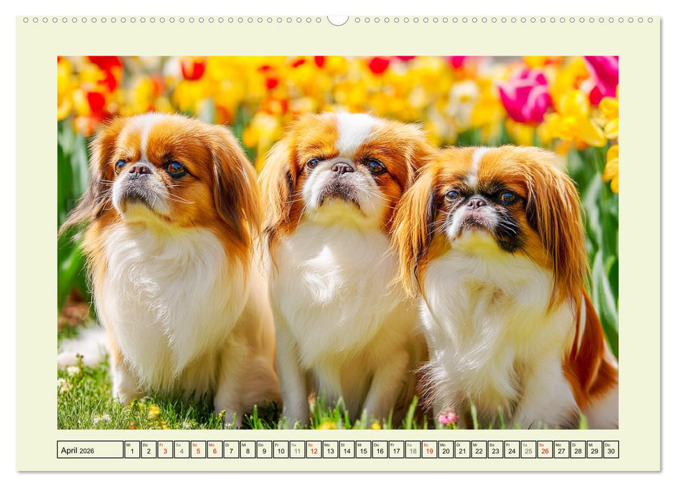 Edle Japan Chins. Zarte Herzen aus Fernost (CALVENDO Wandkalender 2026)