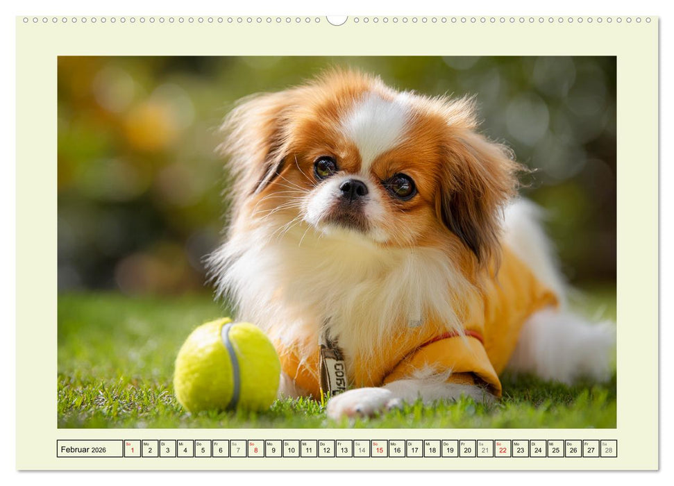 Edle Japan Chins. Zarte Herzen aus Fernost (CALVENDO Premium Wandkalender 2026)