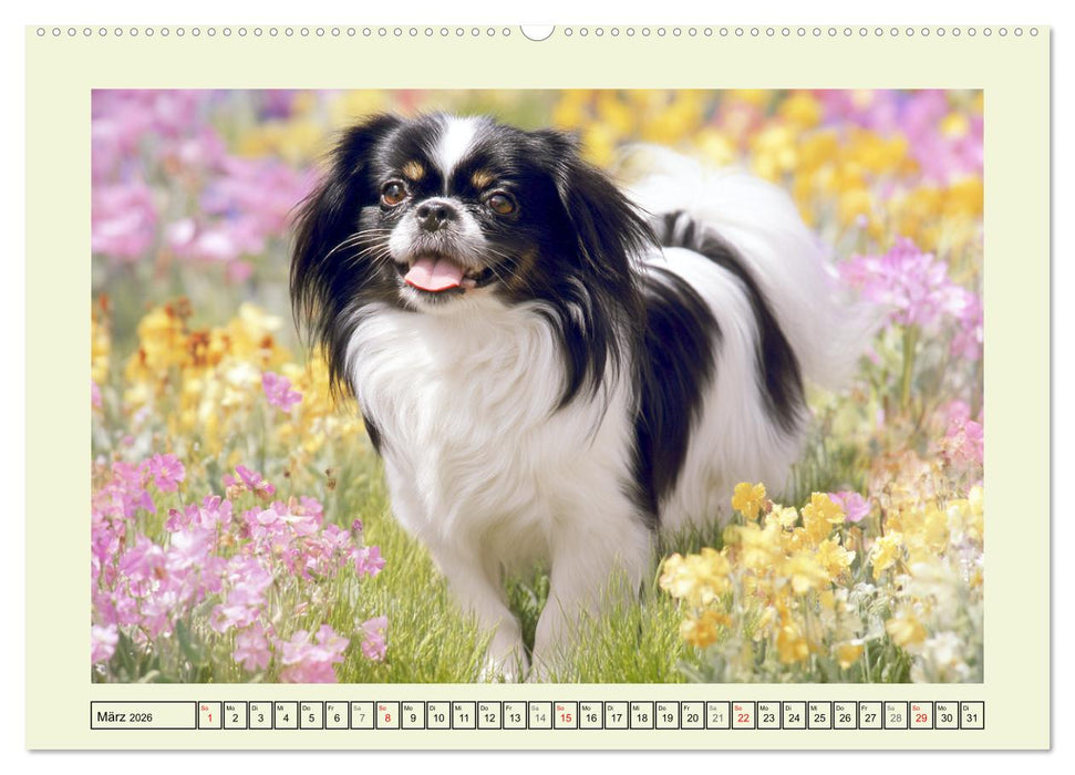 Edle Japan Chins. Zarte Herzen aus Fernost (CALVENDO Premium Wandkalender 2026)