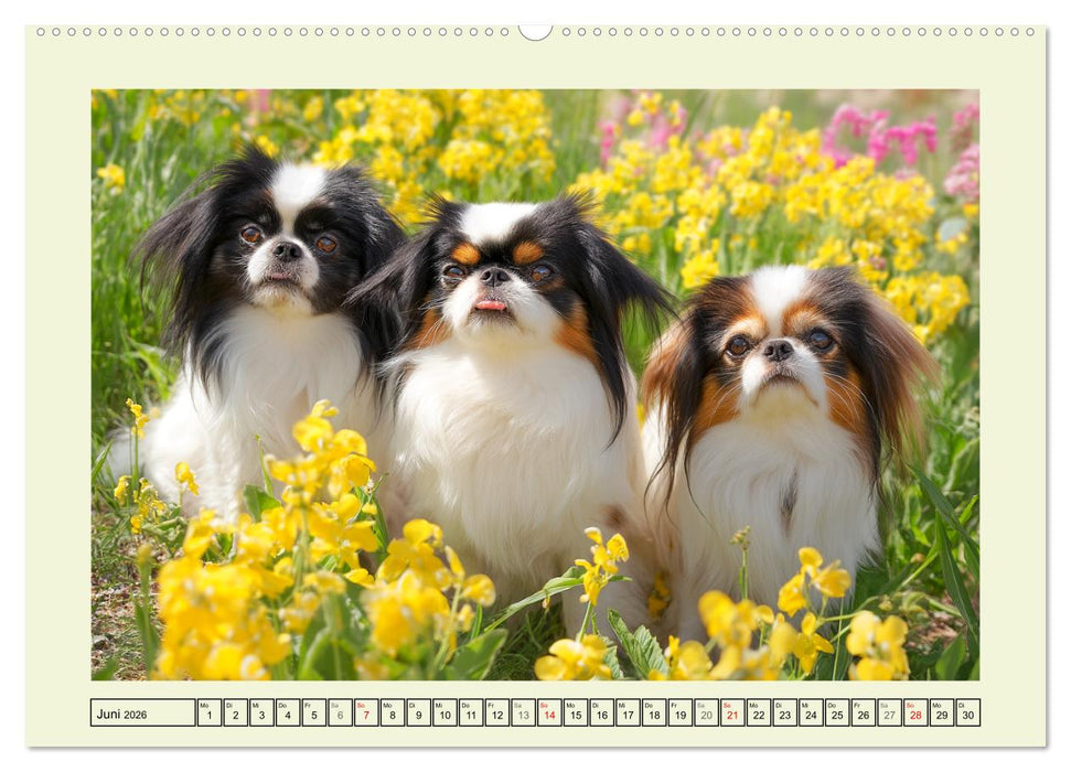 Edle Japan Chins. Zarte Herzen aus Fernost (CALVENDO Premium Wandkalender 2026)