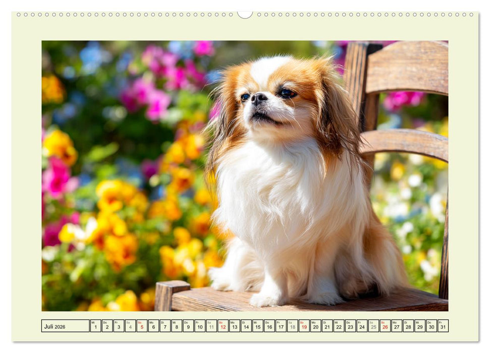 Edle Japan Chins. Zarte Herzen aus Fernost (CALVENDO Premium Wandkalender 2026)