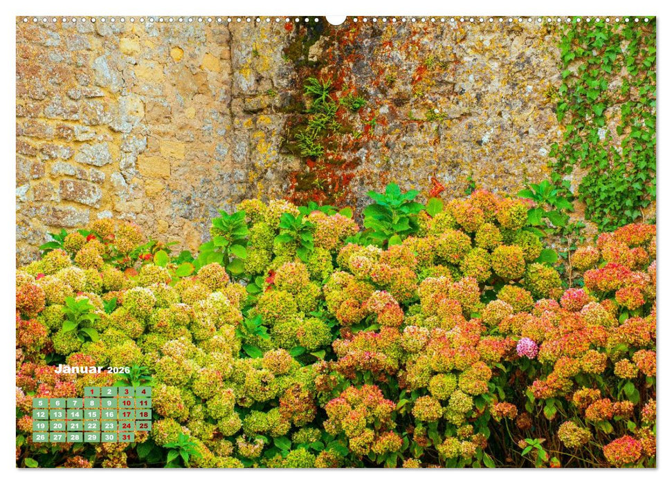 Ein Hortensientraum (CALVENDO Wandkalender 2026)