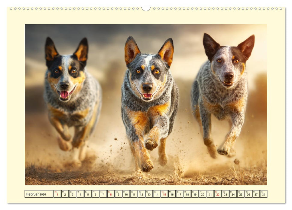 Australian Cattle Dogs. Echte Cowboys und Helden der Farm (CALVENDO Wandkalender 2026)