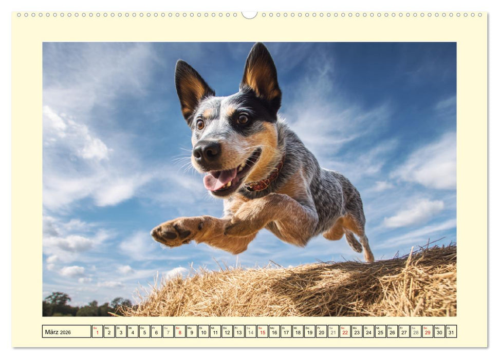 Australian Cattle Dogs. Echte Cowboys und Helden der Farm (CALVENDO Wandkalender 2026)