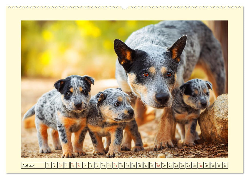 Australian Cattle Dogs. Echte Cowboys und Helden der Farm (CALVENDO Wandkalender 2026)