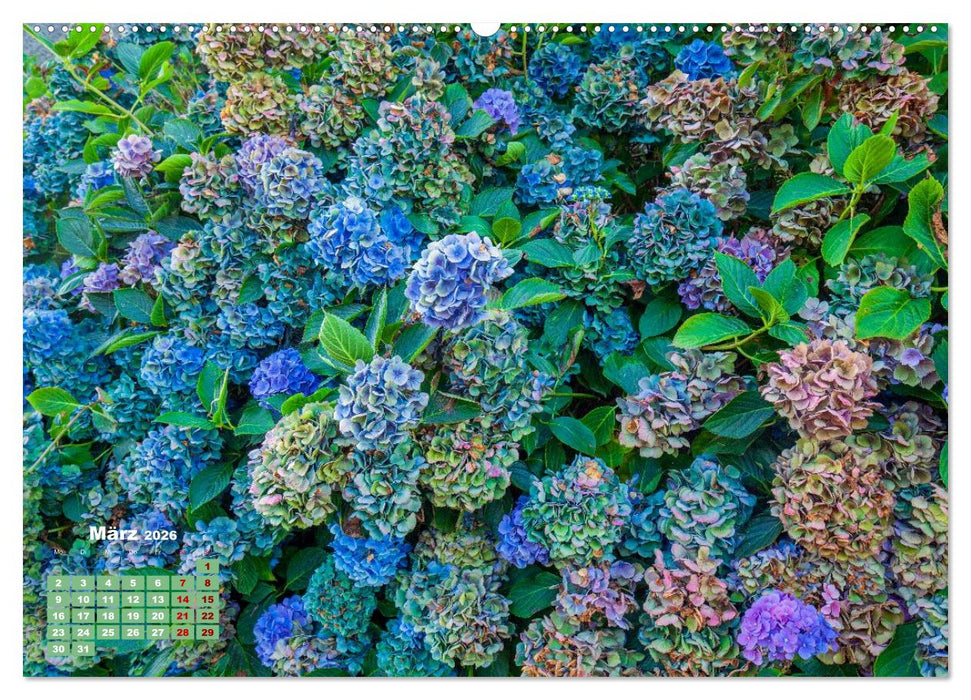 Ein Hortensientraum (CALVENDO Premium Wandkalender 2026)