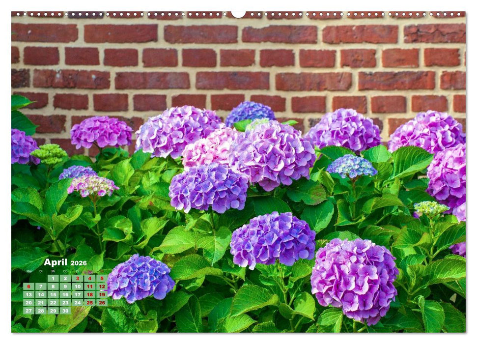 Ein Hortensientraum (CALVENDO Premium Wandkalender 2026)