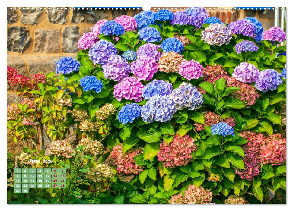 Ein Hortensientraum (CALVENDO Premium Wandkalender 2026)