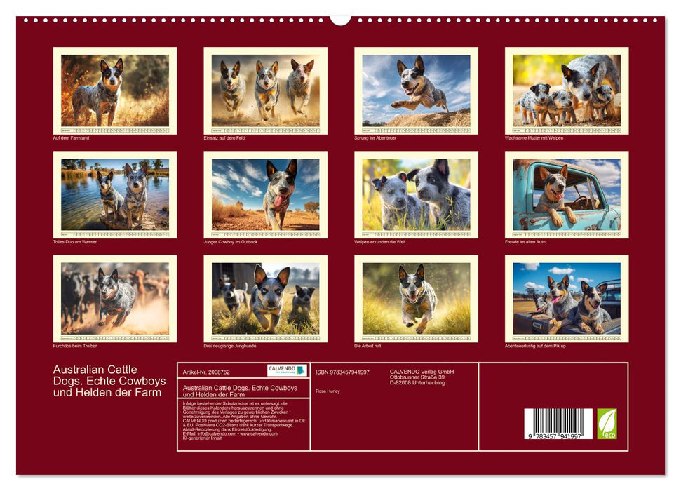 Australian Cattle Dogs. Echte Cowboys und Helden der Farm (CALVENDO Premium Wandkalender 2026)
