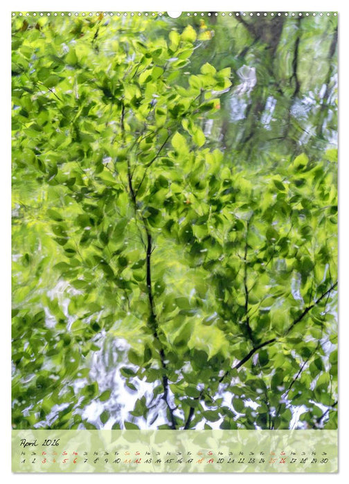 Wo der Wald träumt (CALVENDO Wandkalender 2026)