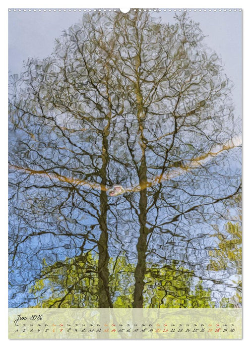 Wo der Wald träumt (CALVENDO Wandkalender 2026)