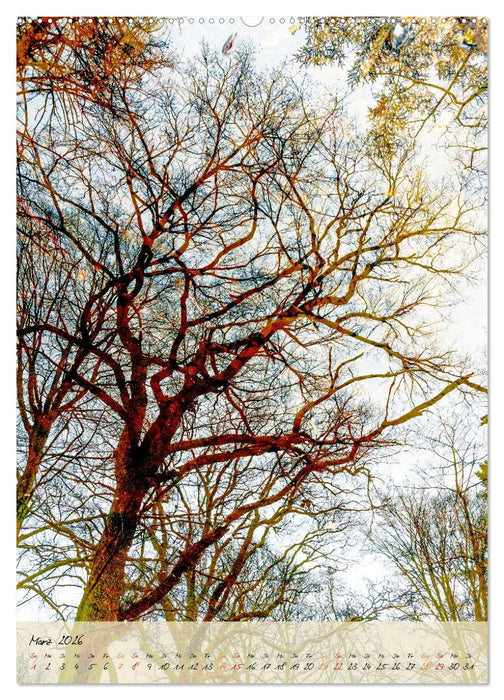 Wo der Wald träumt (CALVENDO Premium Wandkalender 2026)