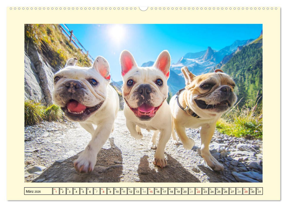Fledermaus Alarm. Französiche Bulldoggen in der Natur (CALVENDO Wandkalender 2026)