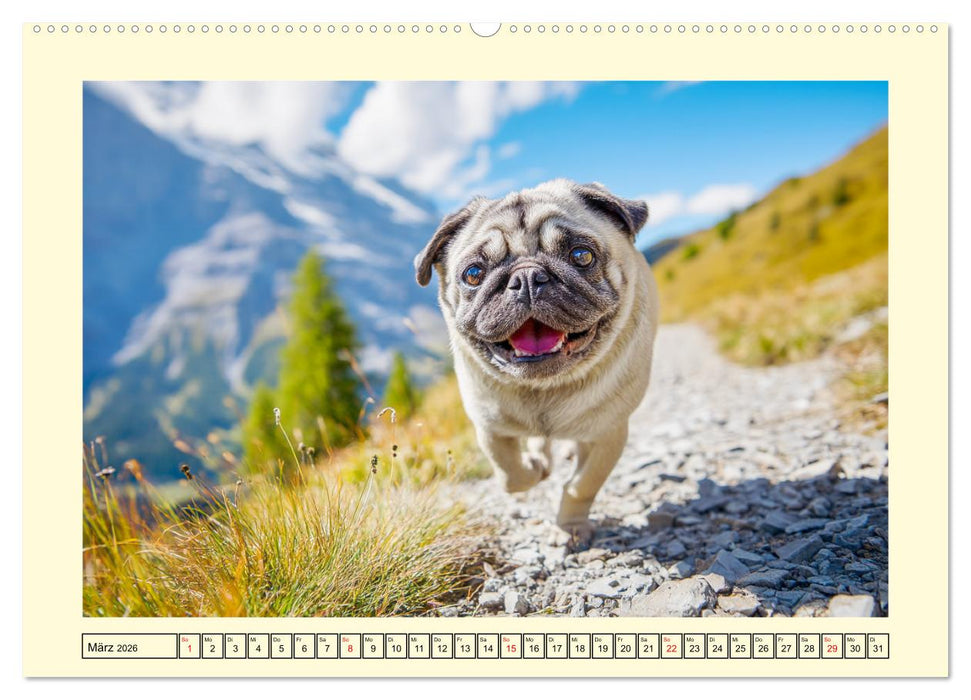 Mops trifft Berglust. Fidele Gipfelstürmer im Höhenrausch (CALVENDO Wandkalender 2026)