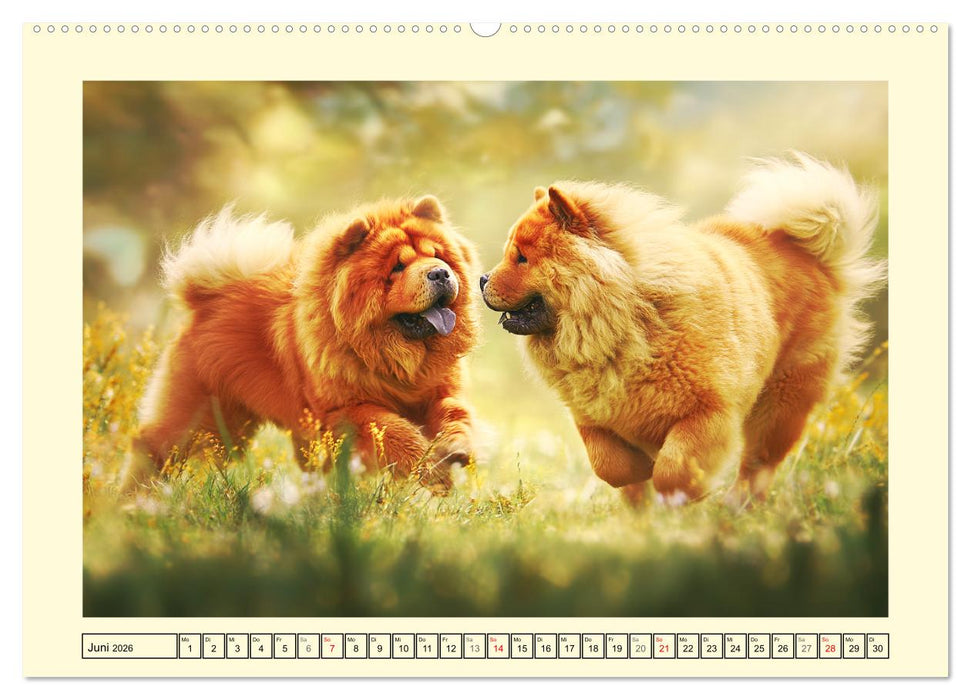 Chow Chow Momente. Fellpoesie aus dem Reich der Mitte (CALVENDO Premium Wandkalender 2026)
