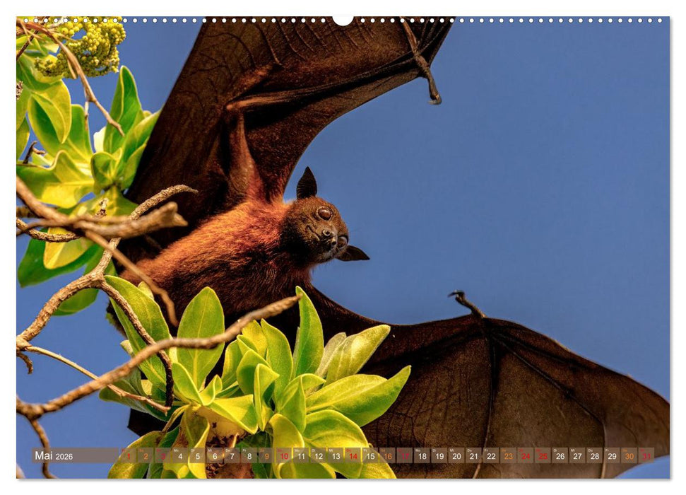 Malerische Malediven (CALVENDO Premium Wandkalender 2026)