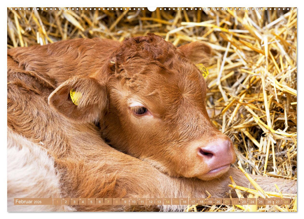 Kuh-Idylle: Suchen Sie die Ruhe in der Natur? (CALVENDO Wandkalender 2026)