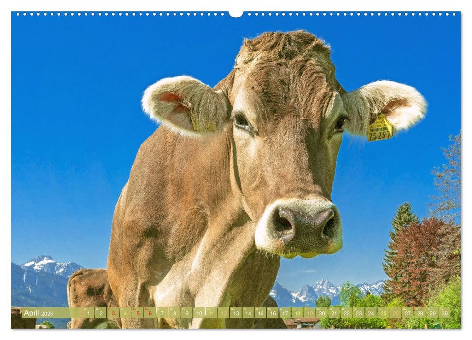 Kuh-Idylle: Suchen Sie die Ruhe in der Natur? (CALVENDO Wandkalender 2026)