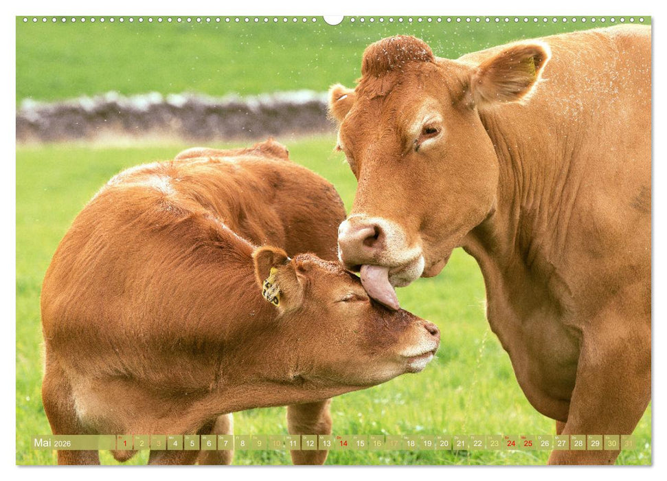 Kuh-Idylle: Suchen Sie die Ruhe in der Natur? (CALVENDO Wandkalender 2026)