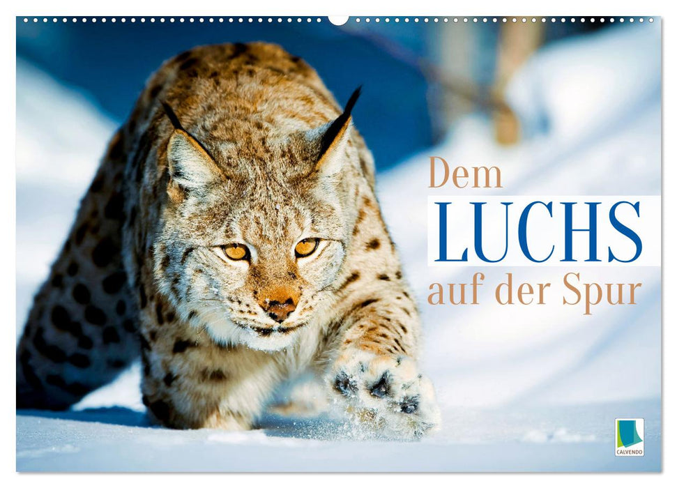 Dem Luchs auf der Spur (CALVENDO Wandkalender 2026)