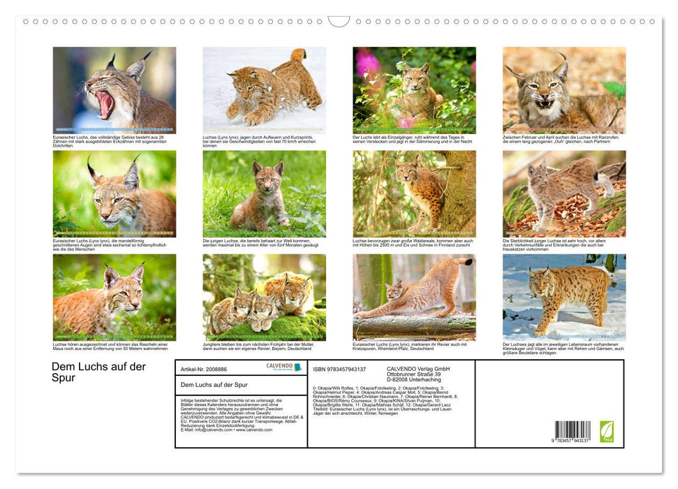 Dem Luchs auf der Spur (CALVENDO Wandkalender 2026)