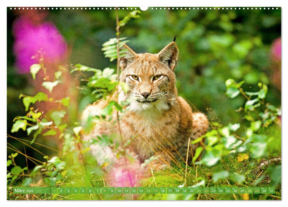 Dem Luchs auf der Spur (CALVENDO Wandkalender 2026)