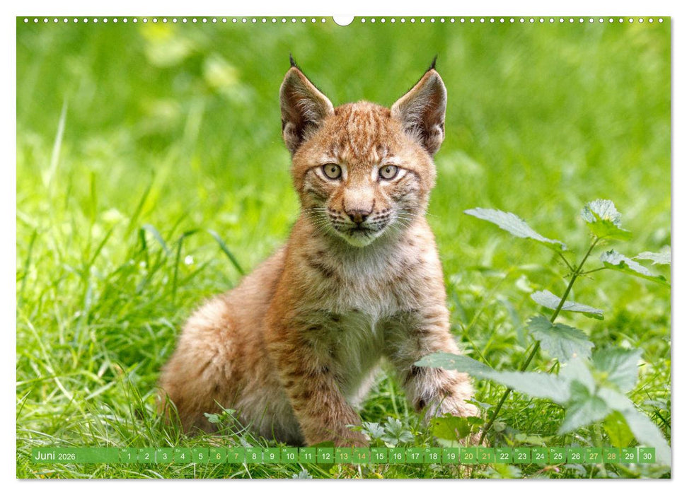 Dem Luchs auf der Spur (CALVENDO Wandkalender 2026)