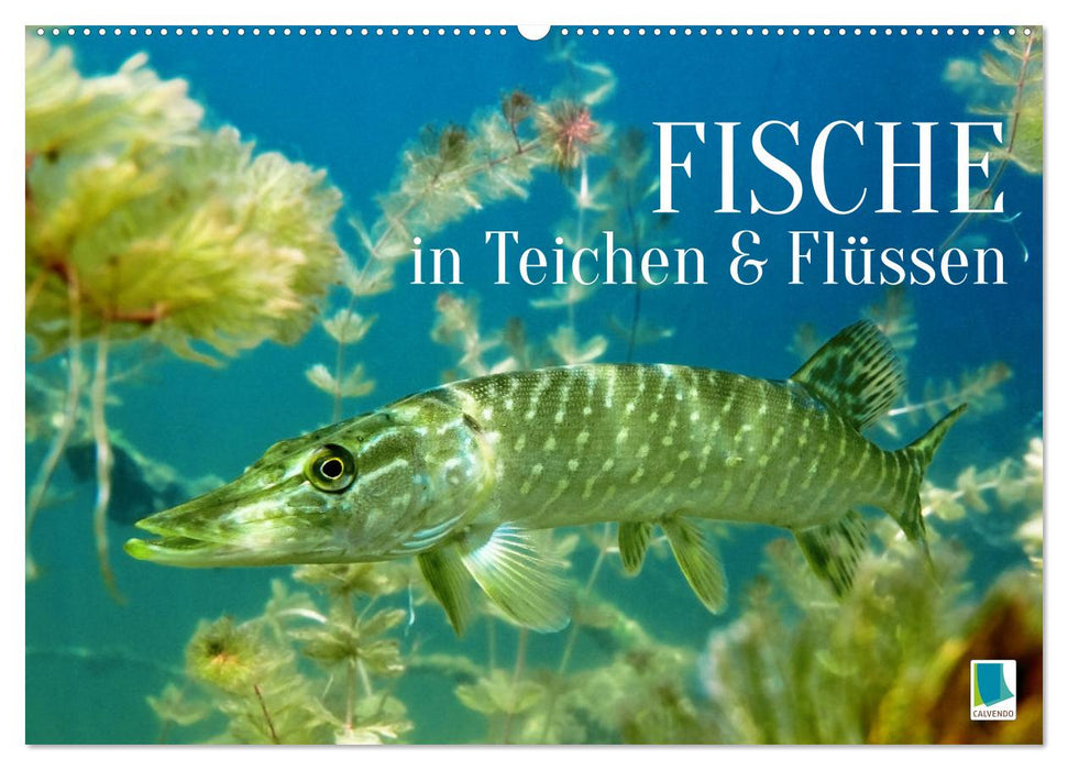 Fische in Teichen und Flüssen (CALVENDO Wandkalender 2026)