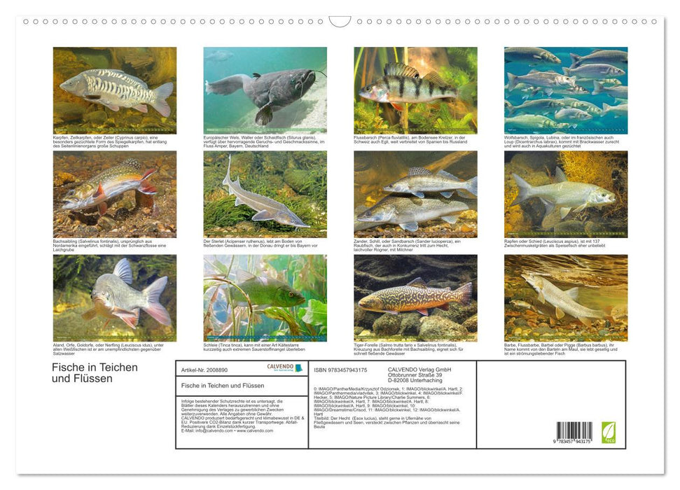 Fische in Teichen und Flüssen (CALVENDO Wandkalender 2026)