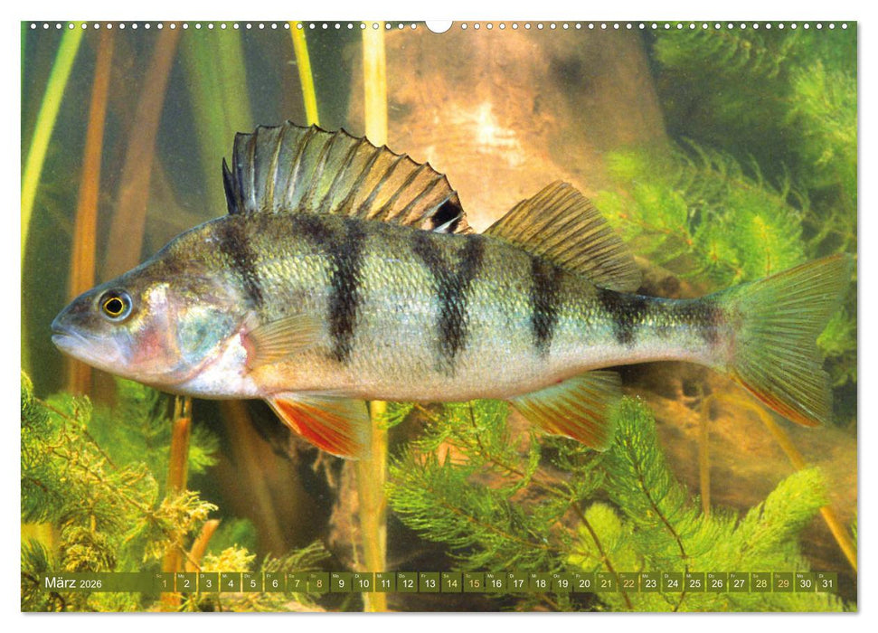 Fische in Teichen und Flüssen (CALVENDO Wandkalender 2026)